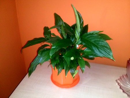 Spathiphyllum 3.jpg