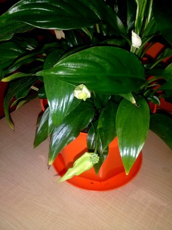 Spathiphyllum 4.jpg