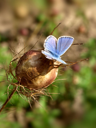 Modraszek na suchyn kwiatku...JPG