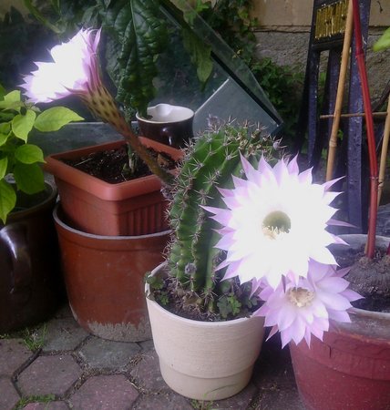 Echinopsis.jpg