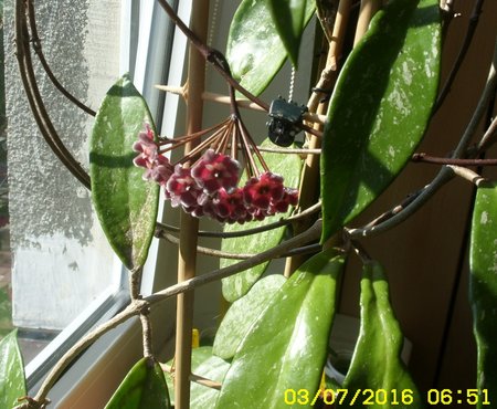 Hoya pubicalyx.JPG